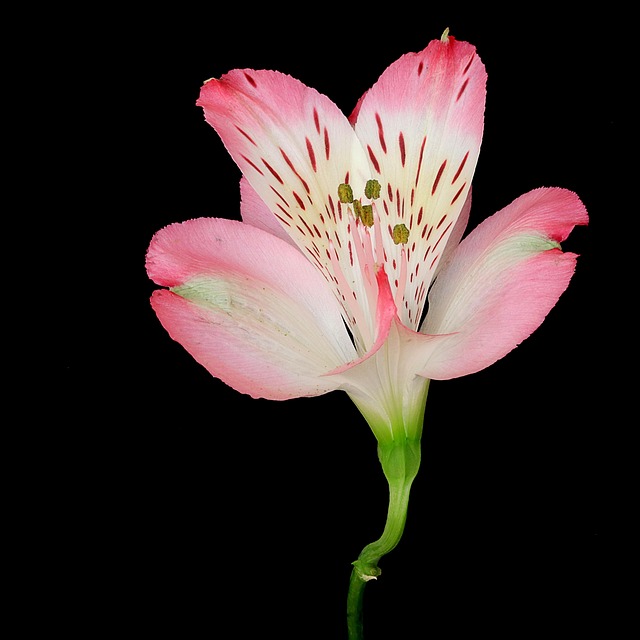 Free Flower Macro photo and picture