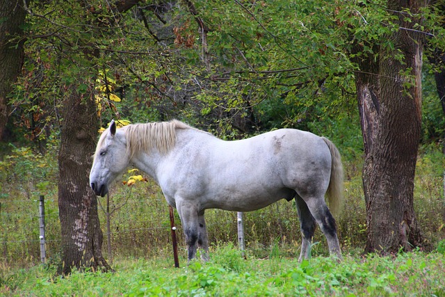 Free Horse Animal photo and picture