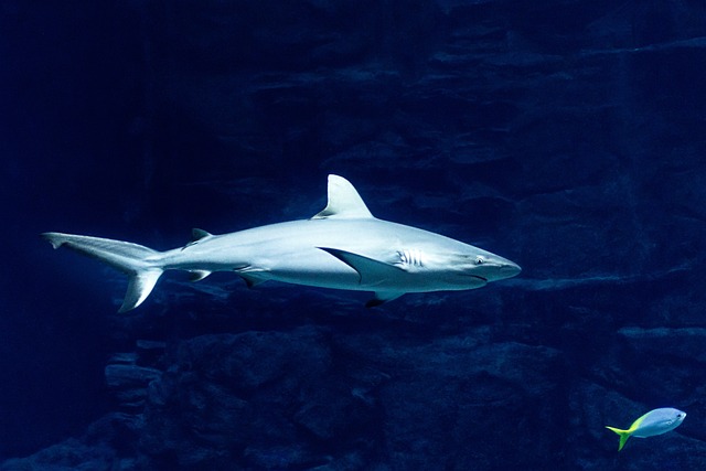 shark, nature, predatory fish, megalodon, hunter, dangerous, sea, water, danger, dive, teeth, underwater, underwater world, blue