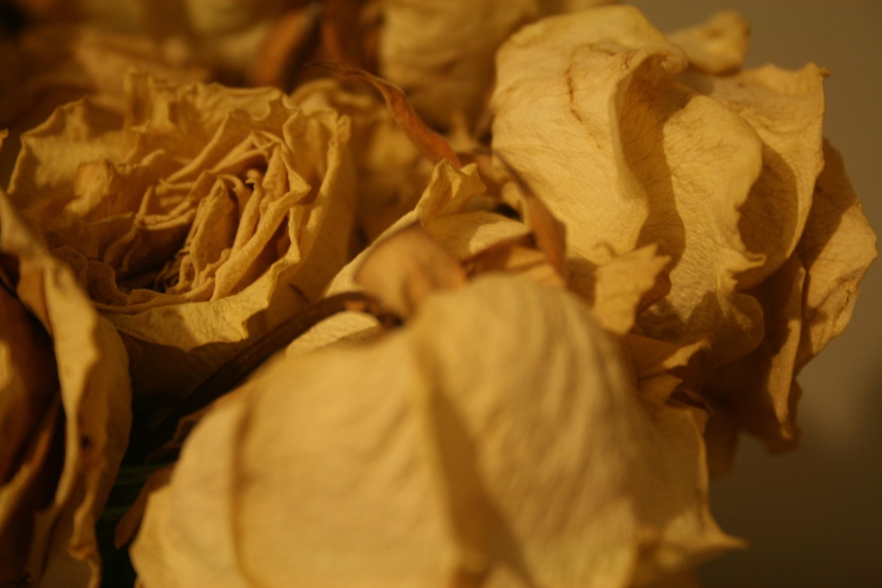 400,000+ Free Dying Flower & Flower Images Pixabay