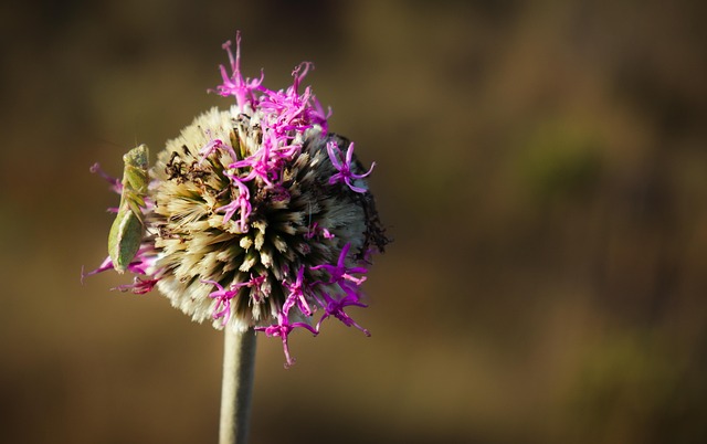 Free Insect Flower photo and picture
