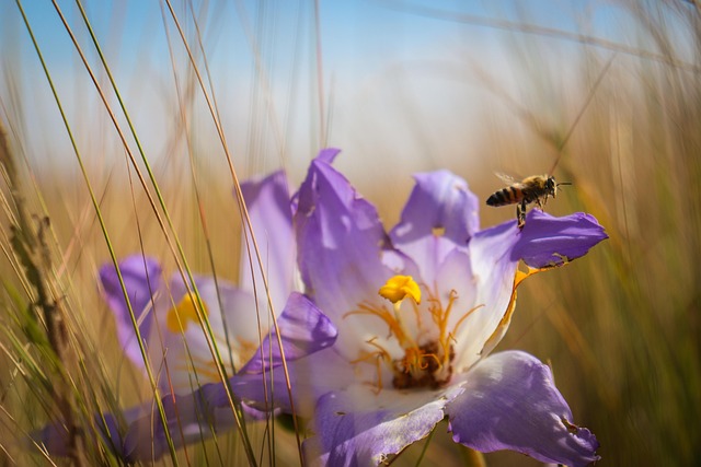 Free Flower Bee photo and picture