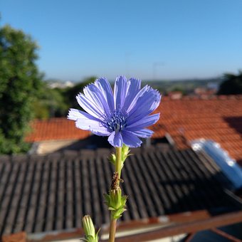 Blume, Eine Klebrige Situation, Lila