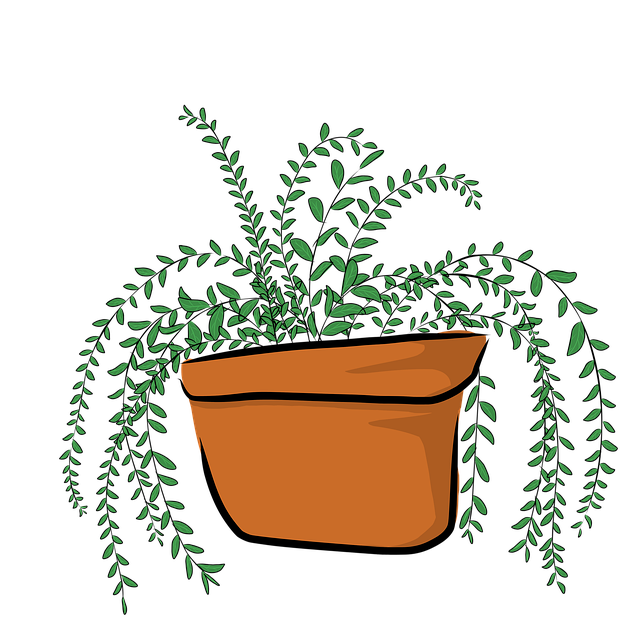 Frunze, Oală, Plantelor, Natura, Verde