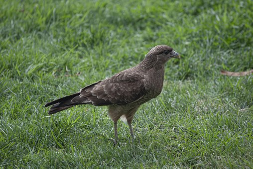 Free Bird Harrier photo and picture