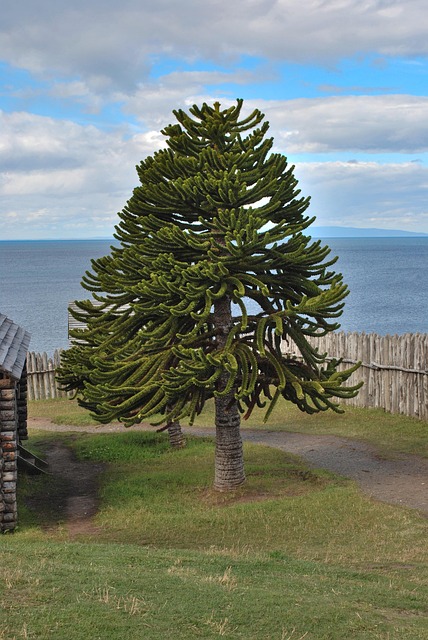 Free Tree Araucaria photo and picture