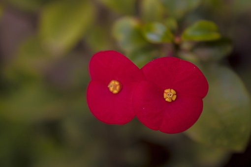 Free Flower Nature photo and picture