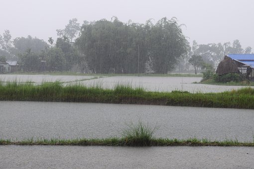 Free Paddy Farm photo and picture