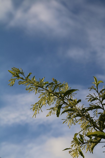 Schat, Wolken, Bomen, Takken, Landschap