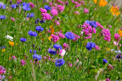 Blumenmischung, Lichtnelken, Kornblumen