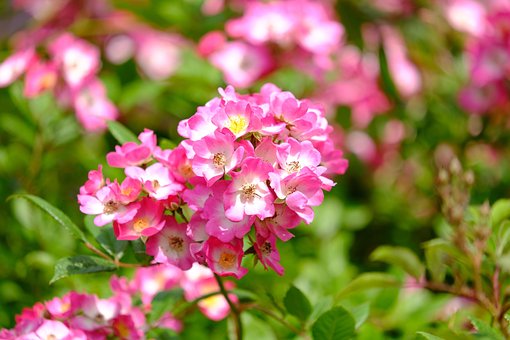 Rose, Rose, Rosenblüte, Blumentapete