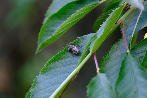 漏洞, 树虫, 大理石树错误, Halyomorpha Halys, 臭虫