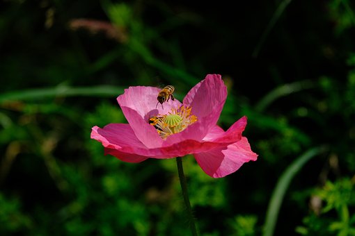 Mohn, Klatschmohn, Pink, Mohnblume