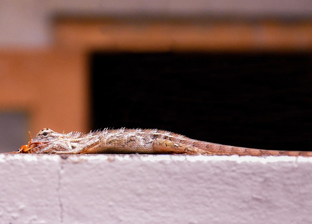 Free Lizard Cockroach photo and picture