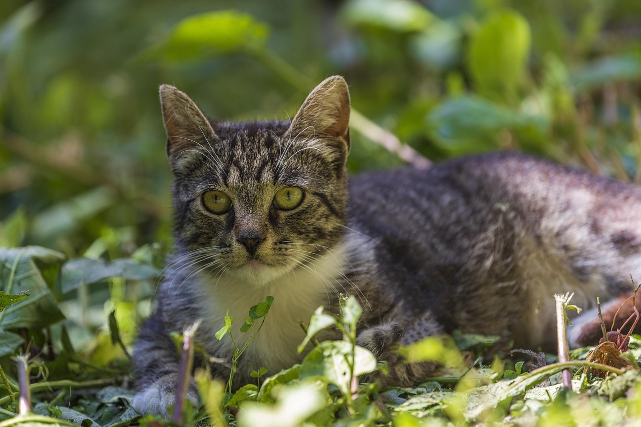 Kucing Menawan Halaman St Foto Gratis Di Pixabay Pixabay