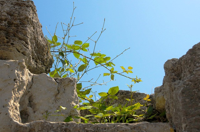 Free Stones Leaves photo and picture