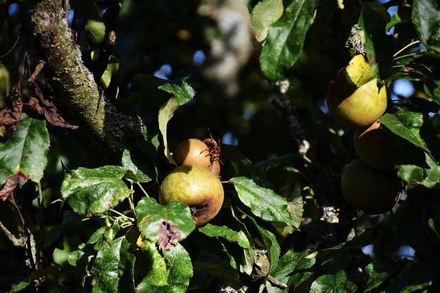 Avispón, Manzana, Árbol, Naturaleza