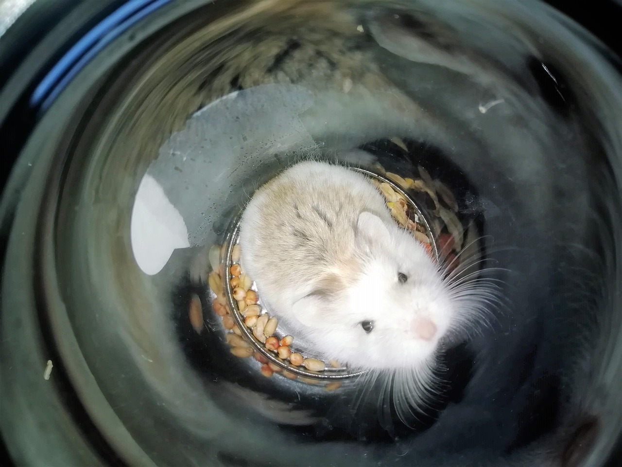 Mouse Hamster Pet Free photo on Pixabay Pixabay