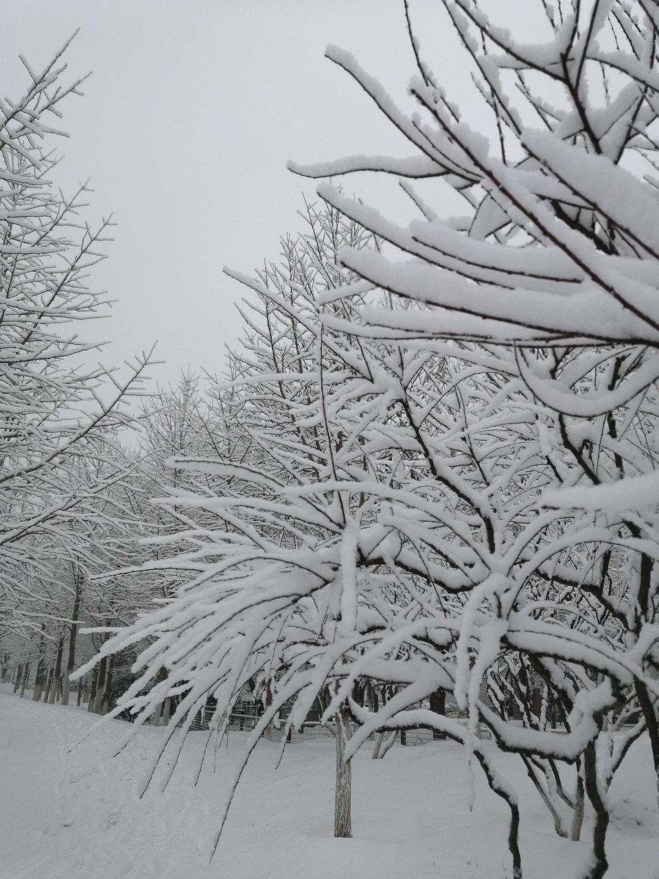 雪景 树枝 树林 - Pixabay上的免费照片 - Pixabay