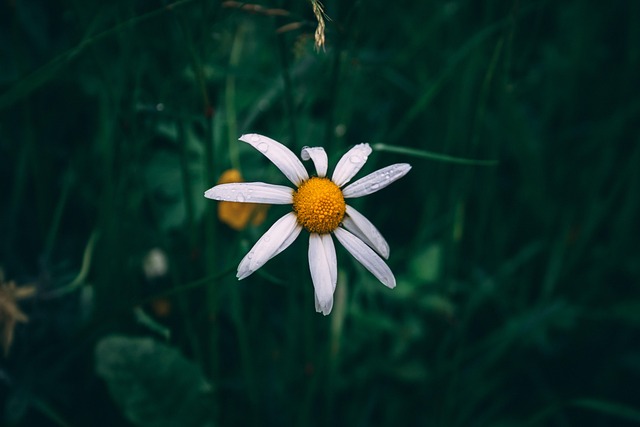 Free Daisy Flower photo and picture
