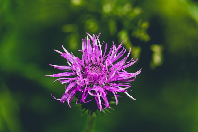 Free Thistle Plant photo and picture