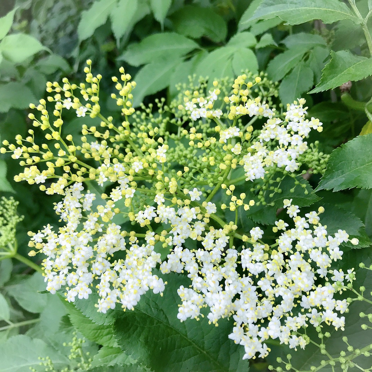 Elder Elderflower Holler Holder - Free photo on Pixabay - Pixabay