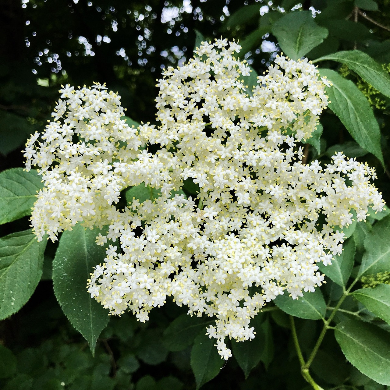 Elder Elderflower Edible Free Photo On Pixabay Elder Elderflower Edible Free Photo On Pixabay