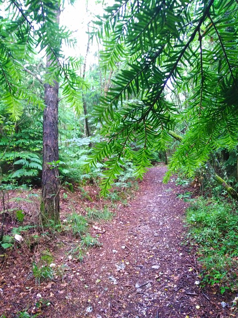 Free Branches Trees photo and picture