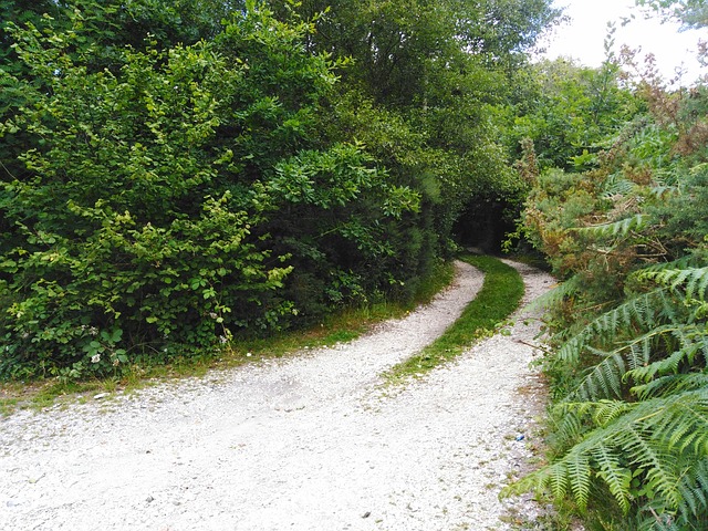 Free Track Path photo and picture
