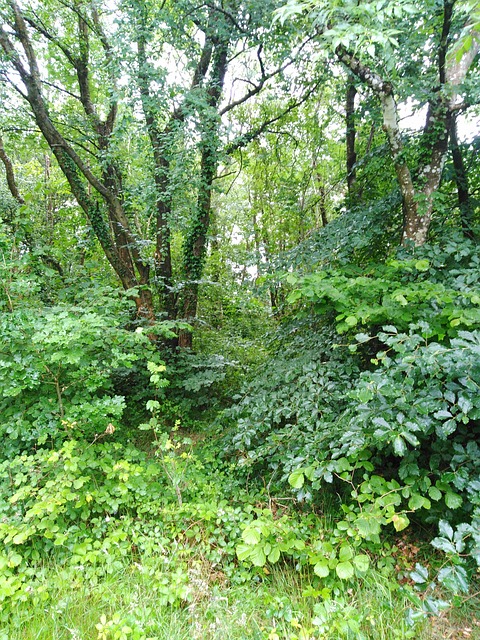 Free Ideford Devon photo and picture