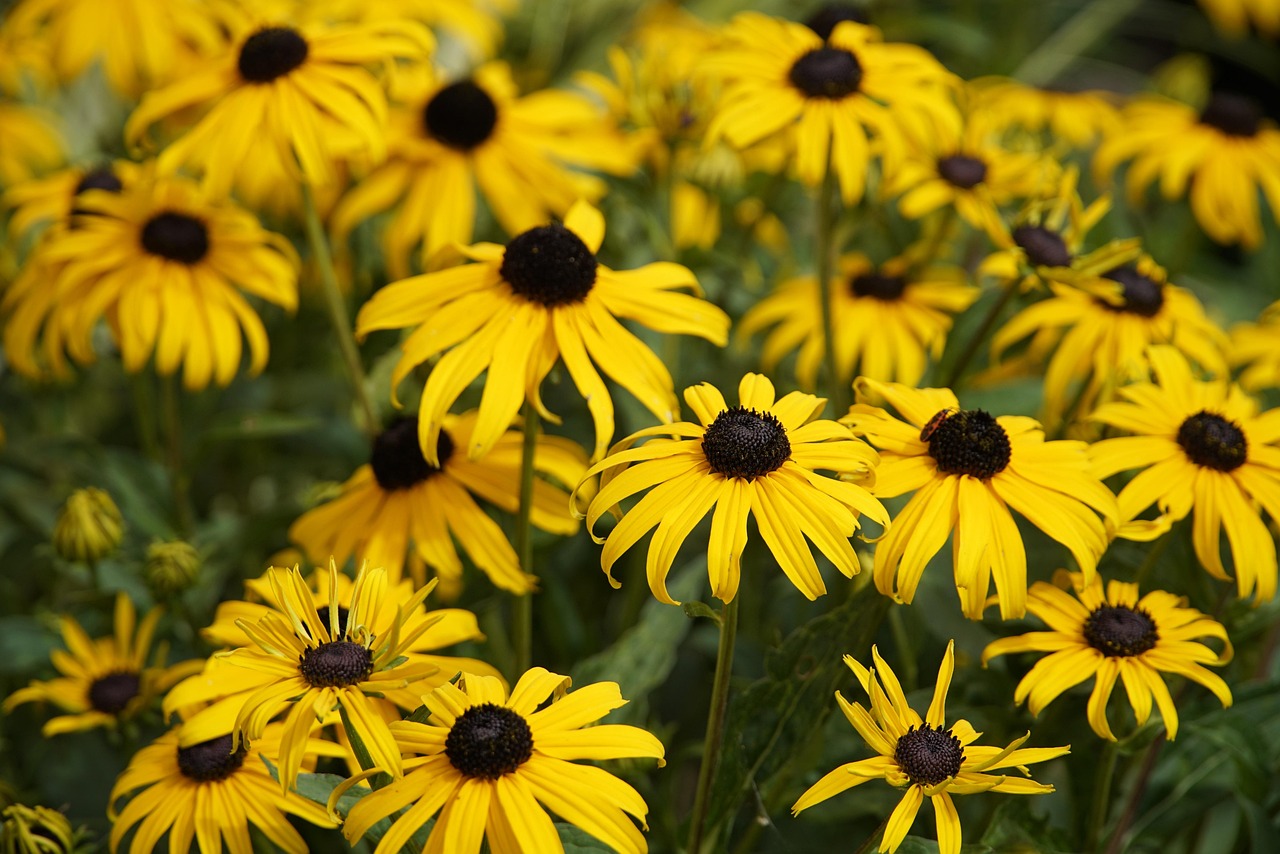 Echinacea Asteraceae Garden Free photo on Pixabay Pixabay