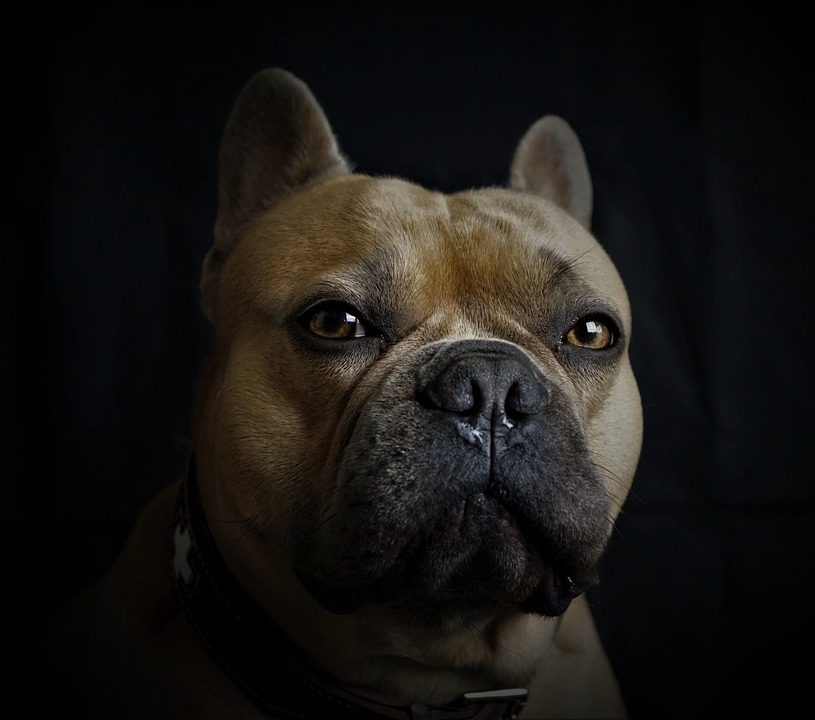 フレンチ ブルドッグ 犬 肖像画 Pixabayの無料写真