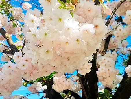 Cereza, Flor De Cerezo, Flores