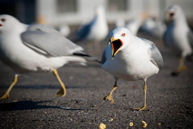 Möwen, Natur, Vögel, Tierwelt, Flügel