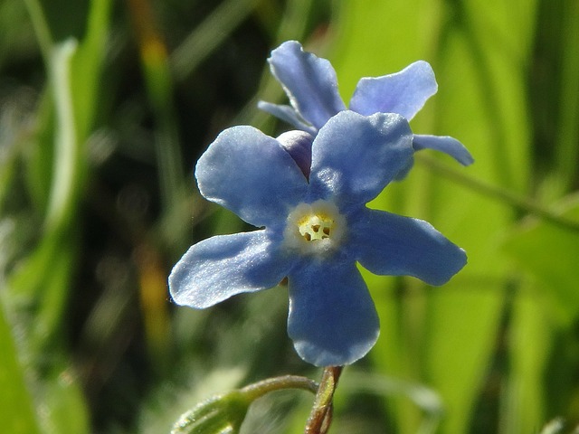 Free Wildflower Meadow photo and picture