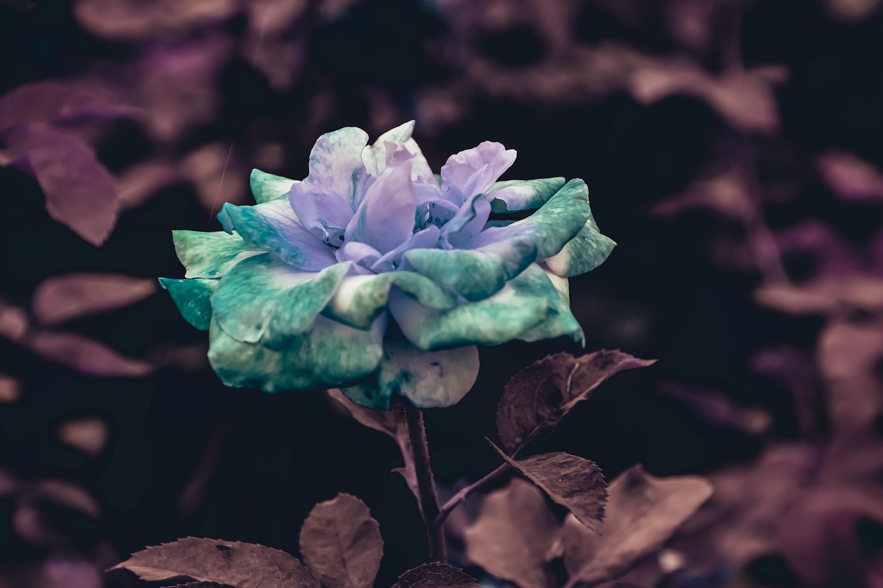 Nature - free online jigsaw puzzle photo