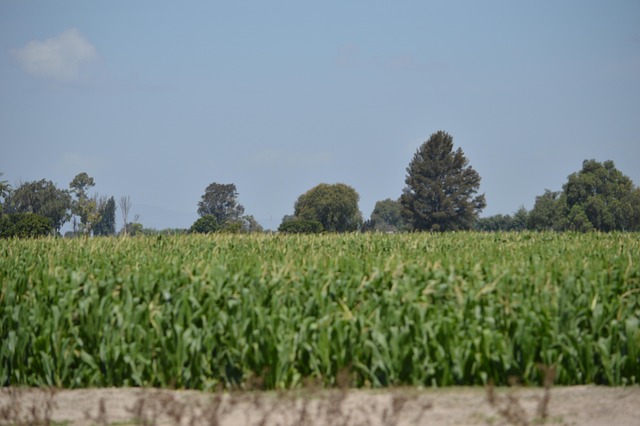 Free Cornfield Nature photo and picture