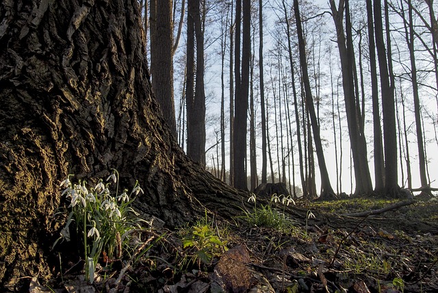Baum, Wald, Natur, Landschaft, Frühjahr