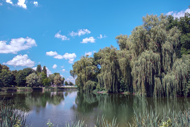 Free Lake Willow photo and picture