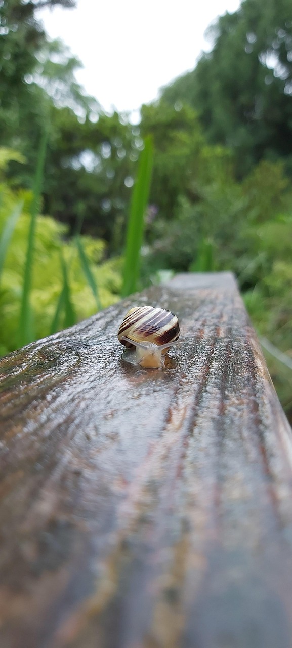 Snail After The Rain Nature Free photo on Pixabay Pixabay
