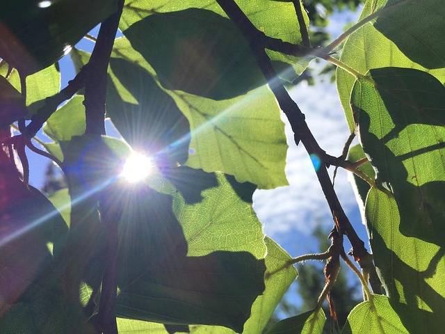 Folha, Árvore, Verde, Natureza, Floresta