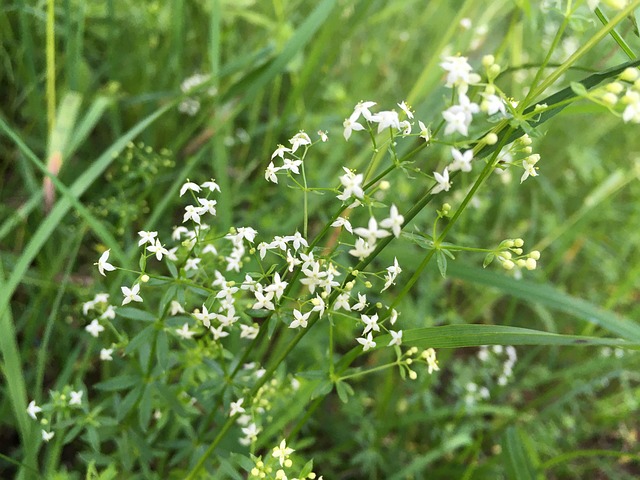 Flor, Prado Flor, Relva, Prado