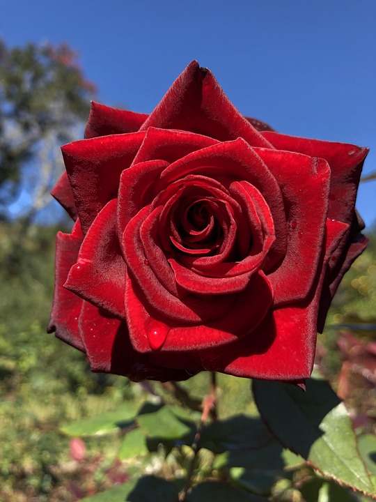 Rød Rose Velvet Red Blomst - Gratis foto på Pixabay