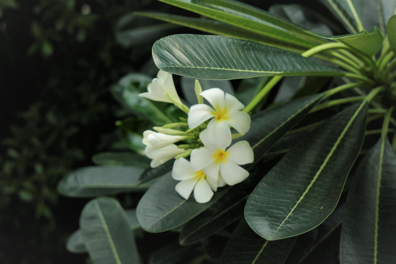 Nature - free online jigsaw puzzle photo