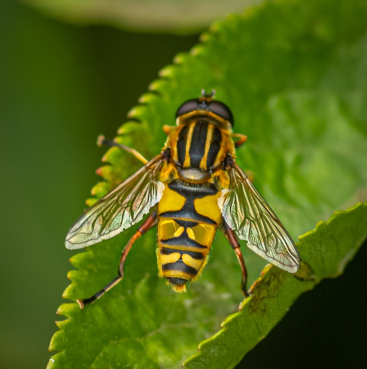 H Fly Insect Hover Fly Insect Pollinator Dead - Free photo on Pixabay