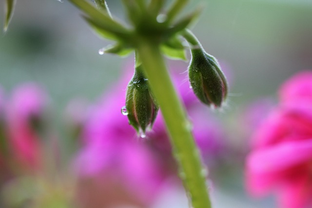 Free Geranium Bud photo and picture