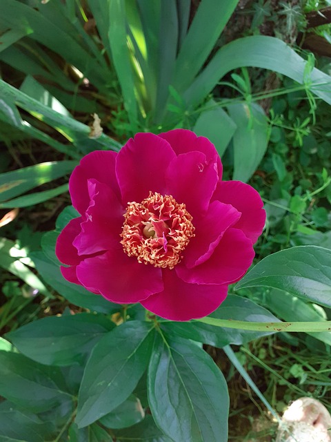 Free Peony Red Flower photo and picture