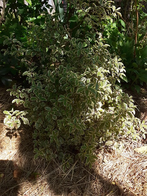 Free Shrub Variegated Leaves photo and picture