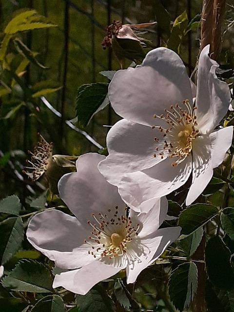 Free Eglantine Flower photo and picture