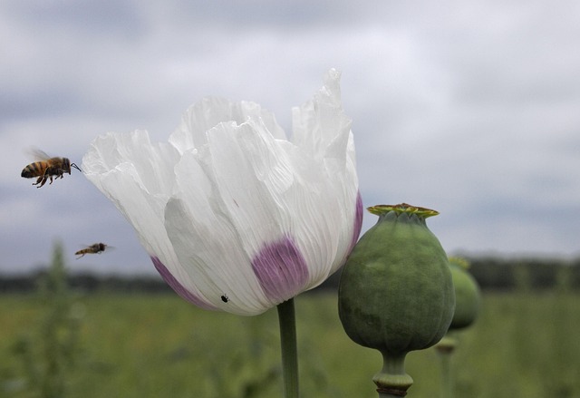 Mohn, Wiese, Blumen Hintergrund, Sommer